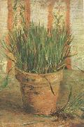 Vincent Van Gogh, Flowerpot with Chives (nn04)